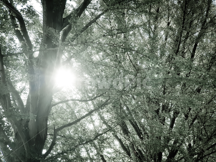 은행나무,숲,햇살,나무,플레어,light,빛,flare,sunlight,햇빛,감성사진,풍경사진,forest,landscape,trees,natural,nature,자연,식물,자연,plants,nature,나무,trees,wood