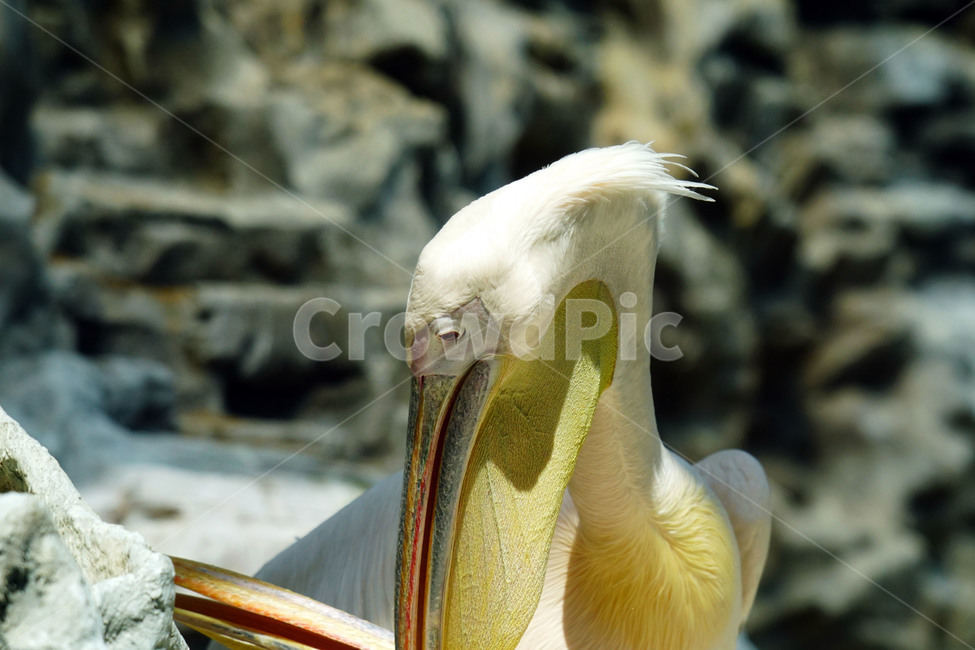 펠리컨,새,조류,bird,동물,animal,pelican,사다새,자연,nature,얼굴,동물,animal,조류,새,birds