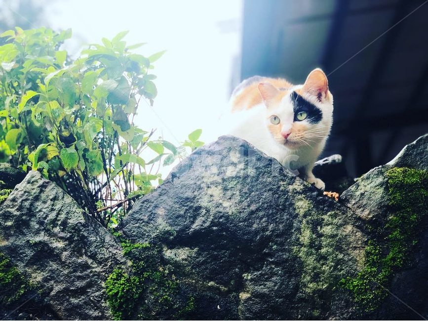 고양이,반려묘,길고양이,얼룩고양이,애완동물