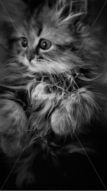흑백,고양이,동물,이쁨,귀여움,동물,animal,포유류,mammal,고양이,cat,kitten,kitty,흑백,모노톤,monochrome,black and white