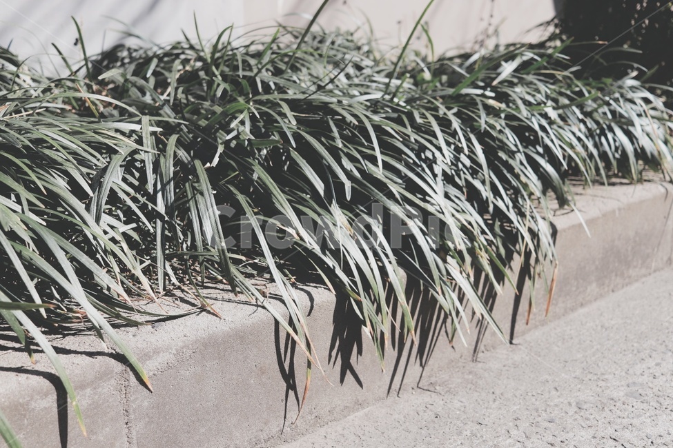 풀,자연,식물,plant,nature,식물,자연,plants,nature,감성,sensible,feeling
