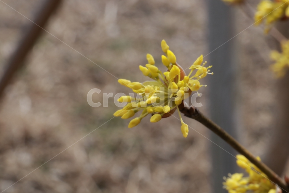 산수유,벌,봄,봄꽃,풍경,접사,식물,자연,plants,nature,꽃,flower