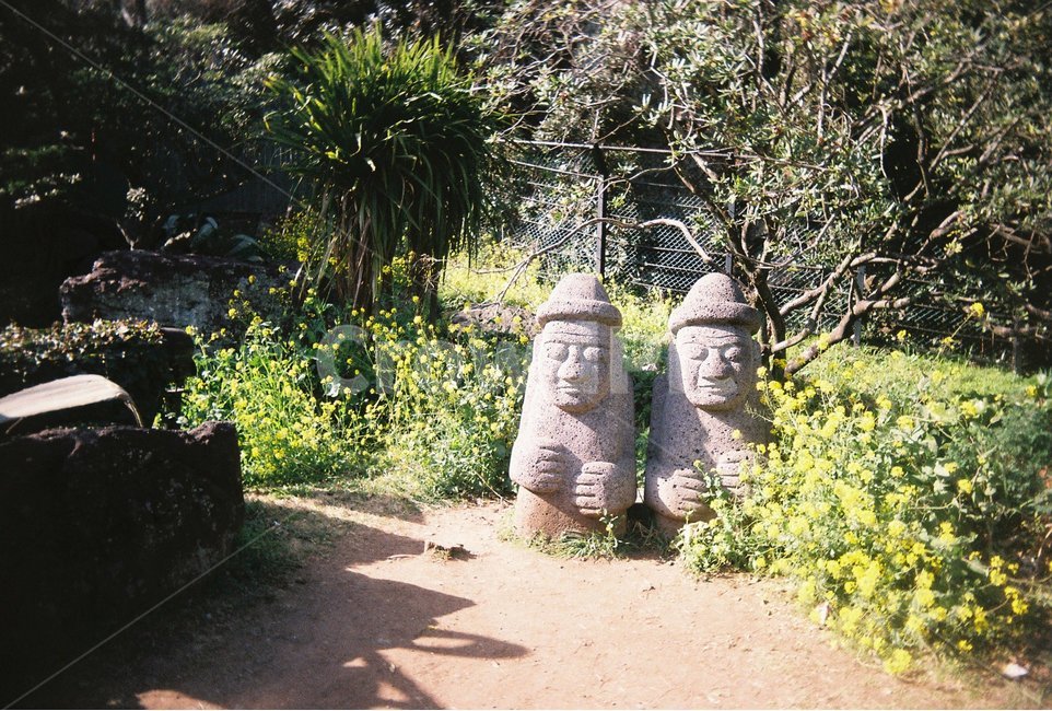 제주,돌하르방,유채꽃,하르방,꽃,필름사진,필름카메라,쌍둥이,제주도,봄,유채,노란꽃,자연,풍경,nature,landscape,제주도,jeju,jeju island,flagstone,판석