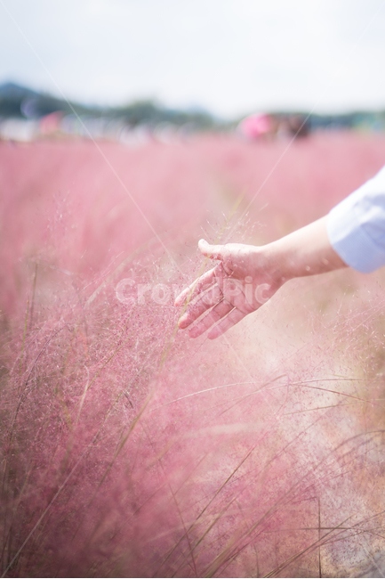 핑크뮬리,억새,핑크억새,가을,들꽃,분홍억새,꽃밭,pinkmuhlygrass,풍경,핑크색,핑크빛,색감,그라데이션,손,감성,자연,풍경,nature,landscape,식물,plants,사람,인물,인간,human,person,신체일부,몸,body,감성,sensible,feeling,hand