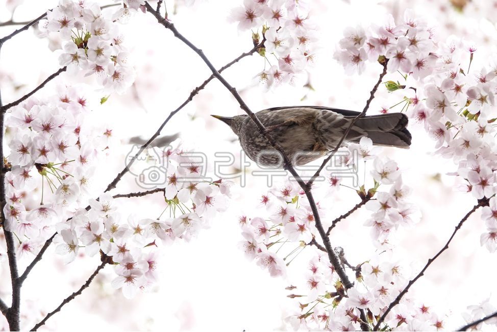 feather,beak,ecosystem,beast,birds,trees,petals,life,Cherry blossoms,resident birds,spring flowers,spring,white,plants,cherry trees,bird,season,spring day,animals,snout,blossom,nature,twigs,life form,branches,black beetles,flower,wings,animal,wild,creatur