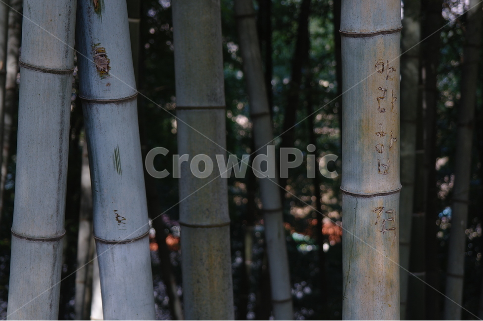 대나무,자연,접사,느낌,풍경,식물,자연,plants,nature,나무,trees,wood