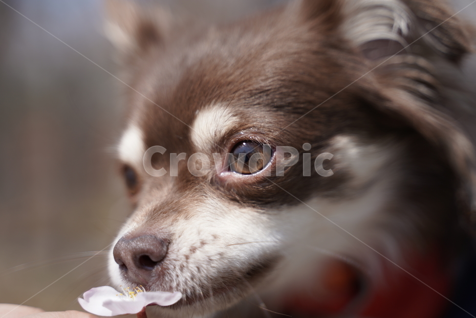 강아지,개,치와와,장모치와와,갈색강아지,갈색치와와,갈색장모치와와,초코탄,초코탄강아지,초코탄치와와,초코탄장모치와와,벚꽃,꽃놀이