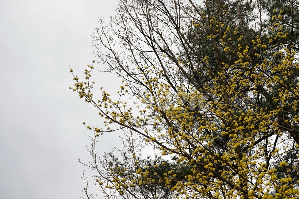 산수유,나무,노랑,봄,corneliancherrytree,nature,자연,spring,yellow,season,산행,식물,초봄,계절,풍경,꽃,landscape,나무가지,trees,desolation,solitary,fallenleaves,brown,yellowbranches,봄꽃,plant,blossom,배경,바탕,백그라운드,시즌,바탕화면,꽃봉오리,노란꽃,쌍떡잎식물,층층나무과,노란산수유,Cornaceae,유실수,정원수,자생종,봄,계절,spring,season,식물,자연,plants,nature,꽃,flower,tree,plant