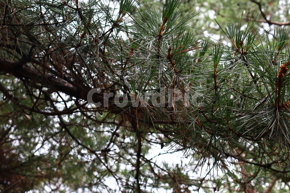 소나무,나무잎,솔잎,초록색,나무,tree