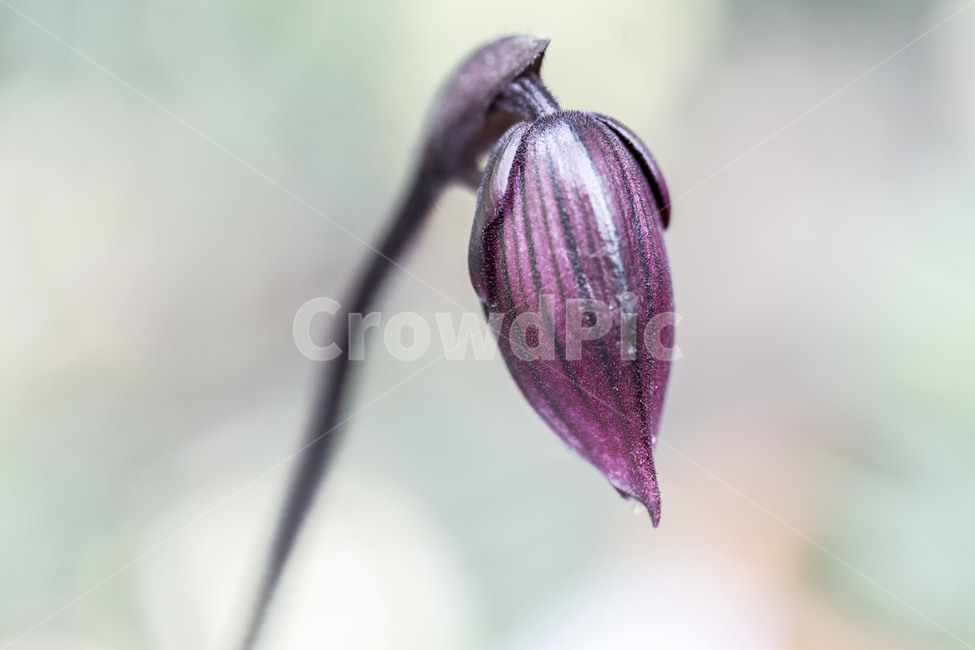 꽃봉오리,꽃,봄,생명,의지,희망,봄,계절,spring,season,식물,자연,plants,nature,꽃,flower,geranium,제라늄,plant,blossom,sprout,새싹,bud,싹