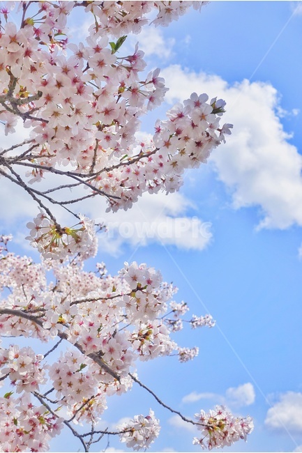 봄,벚꽃,하늘,나무,풍경,분홍,구름,봄,계절,spring,season,식물,자연,plants,nature,꽃,flower,plant,blossom