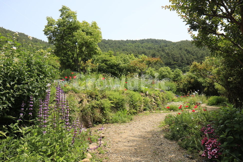 자연,풍경,경치,정원,공원,꽃,나무,하늘,풀,봄경치,여름경치,자연,풍경,nature,landscape,gravel,자갈,dirt road,흙길,road,도로,plant,식물