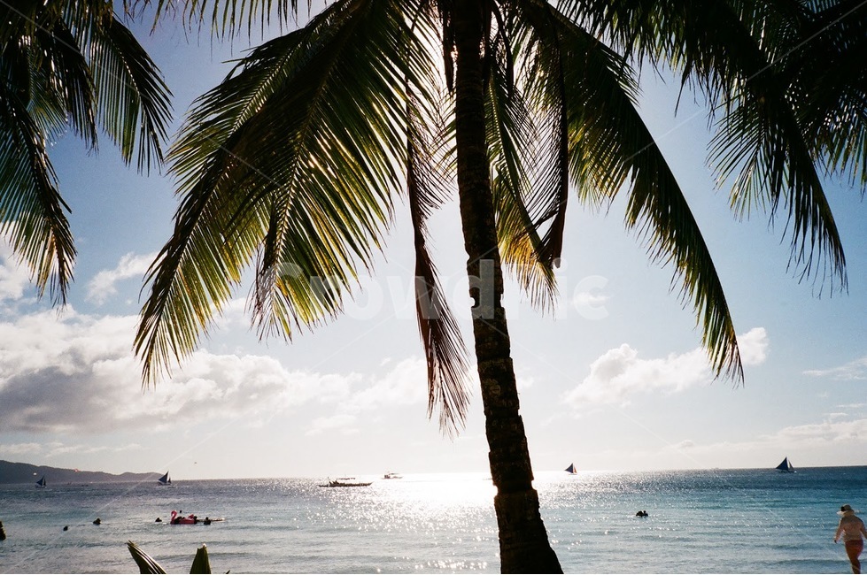 palmtree,야자수,오후,바다,바닷가,여름,summer,tropical,boracay