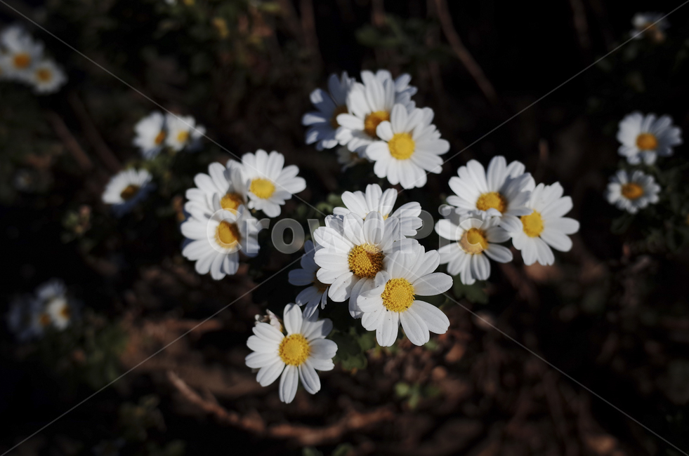 꽃,color,색,들꽃,데이지,flower,daisy,daisies,blossom,식물,white,흰꽃,하얀꽃,흰,하얀,식물,자연,plants,nature,꽃,flower