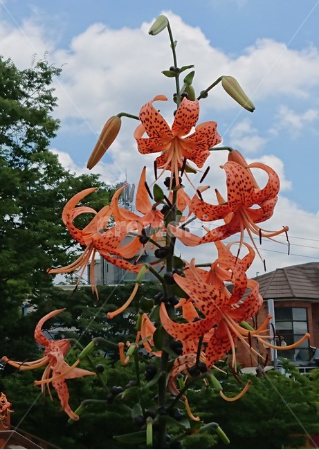 plant,식물,꽃,나리,참나리,백합,식물,자연,plants,nature,꽃,flower