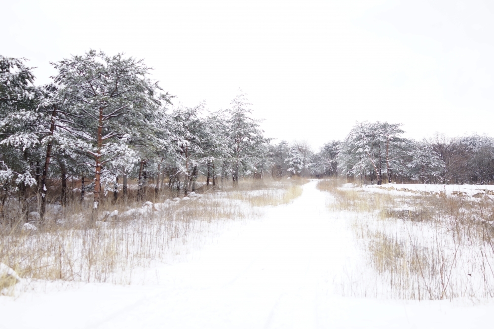 겨울,풍경,눈,나무,설경,한국,강원도,겨울,계절,winter,season,자연,풍경,nature,landscape,한국자연풍경,한국자연경관,korea nature landscape,outdoors,옥외