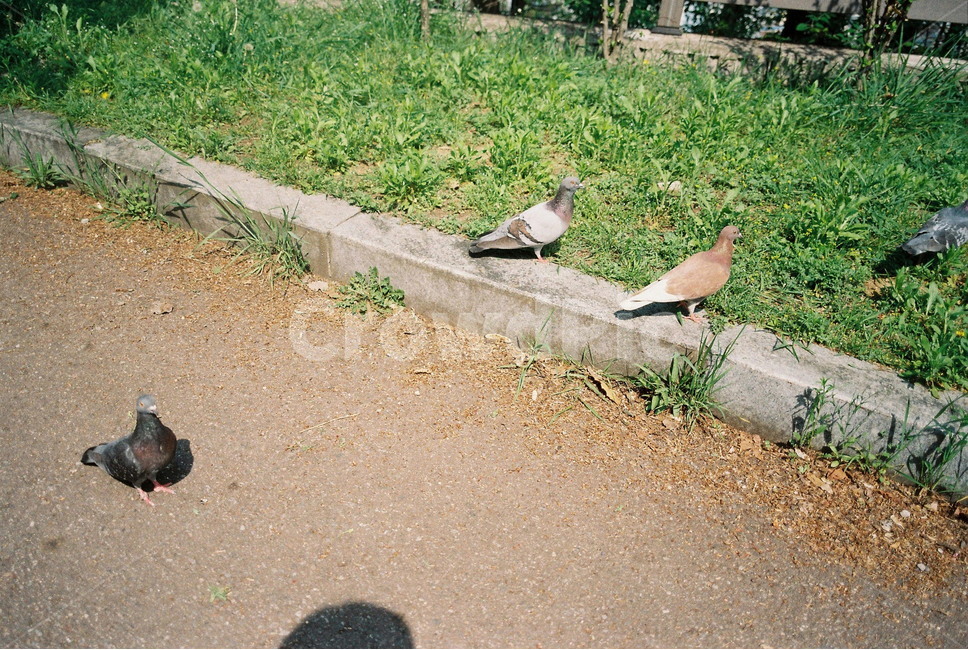 비둘기,동물,새,야생동물,필름,동물,animal,조류,새,birds