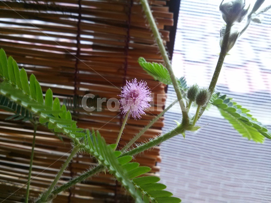 미모사,신경초,발,지붕,식물,plant,blossom,flower,꽃,amimosa,asensitiveplant