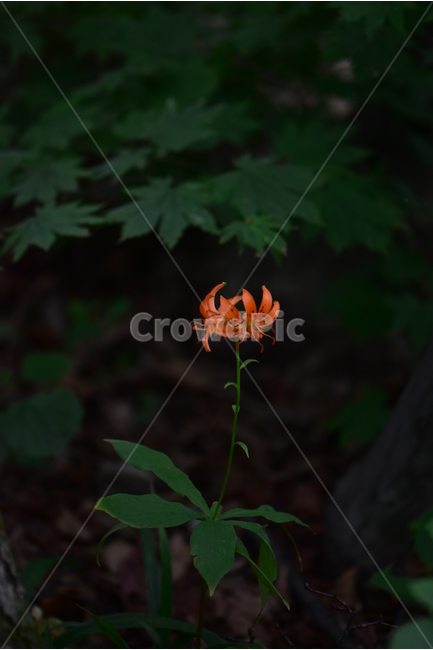 말나리,야생화,식물,자연,꽃,생태,힐링,플라워,wildflower,flower,plants,nature,season,감성,느낌,emotion,feeling,여름,여러해살이풀,산형과,백합과,백합속,주황색,식물,자연,plants,nature,꽃,flower