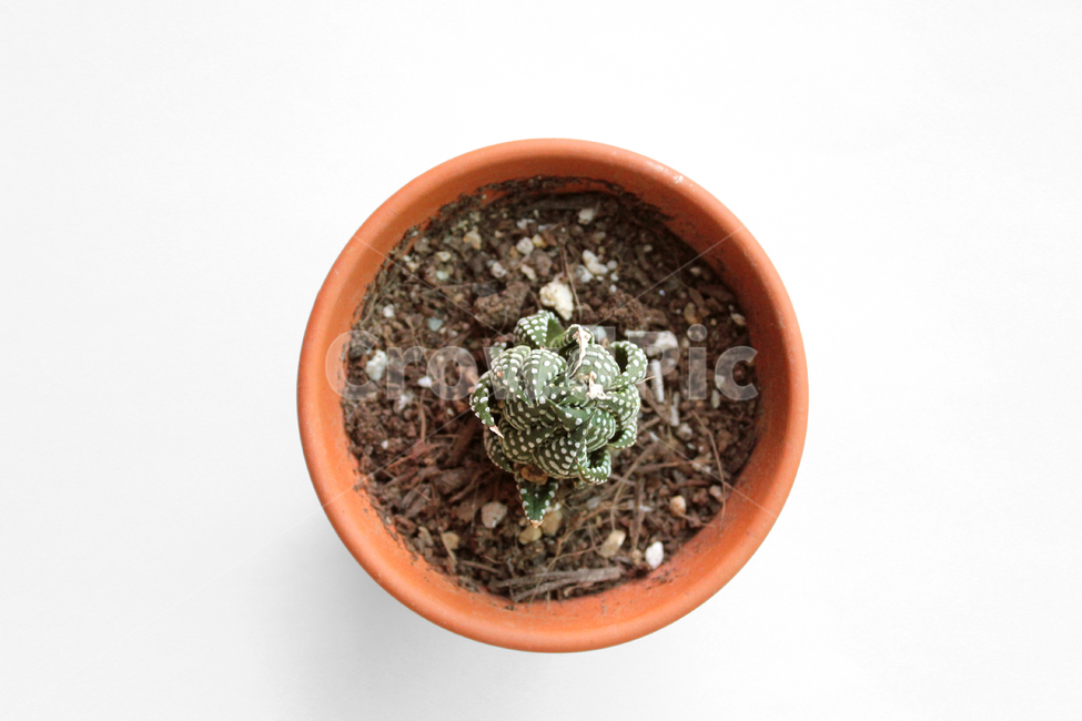 brown,cacti,cactus,closeup,flowerpot,green,highview,macro,natural,plant,pot,soil,succulents,white,식물,자연,화분,흙,다육이,선인장,다육식물,갈색,브라운,녹색,그린,흰배경,탑앵글,탑뷰,식물,자연,plants,nature,누끼,remove background