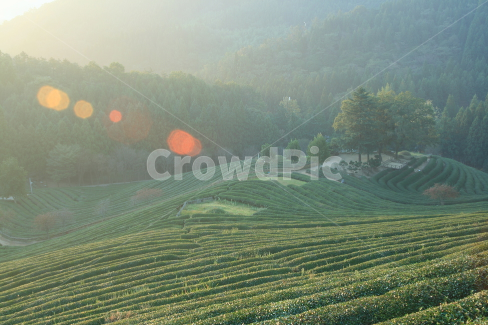한국,보성,다원,아침,녹색,맑은,녹차밭,싱그러운,농업,농사,agriculture,farming,farming industry