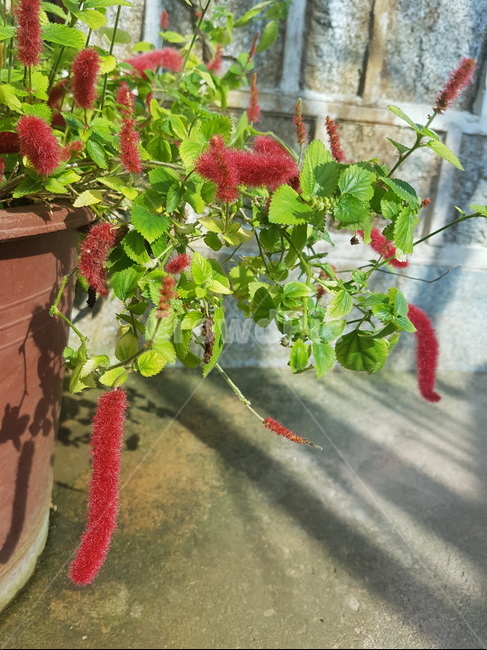 꽃,식물,flower,plant,화분