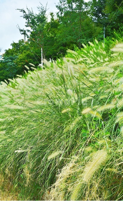 풍경,자연,강아지풀,식물,배경,자연,풍경,nature,landscape,식물,plants,grass,잔디,plant,vegetation,초목