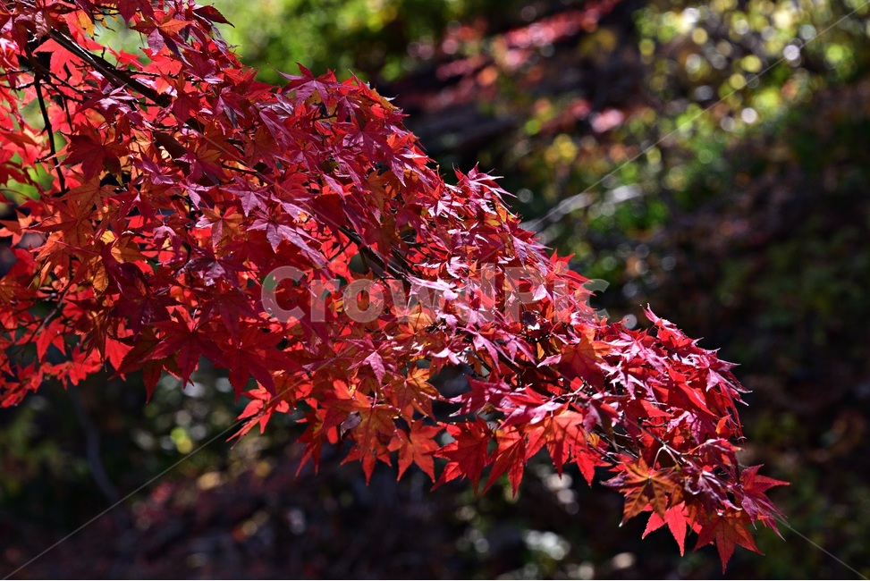 가을단풍,단풍,풍경,감성,단풍나무,꽃단풍,가을,계절,fall,autumn,season,plant,식물,leaf,잎,tree,나무,maple