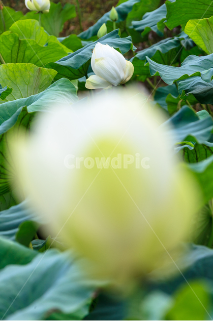 연꽃,불교,여름,식물,정원,꽃잎,꽃,식물,자연,plants,nature,꽃,flower