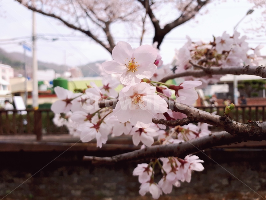 plant,식물,blossom,flower,꽃,cherryblossom,벚꽃,분홍,pink