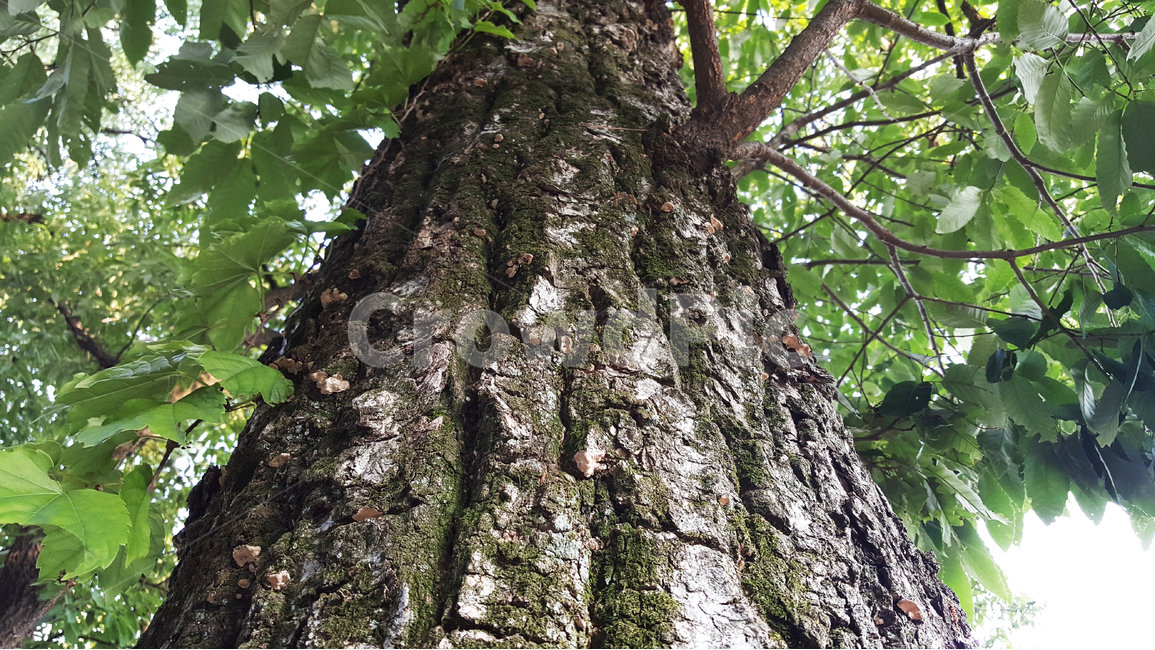 나무,배경,초록,숲,자연,고목,거목,환경,식물,자연,plants,nature,나무,trees,wood
