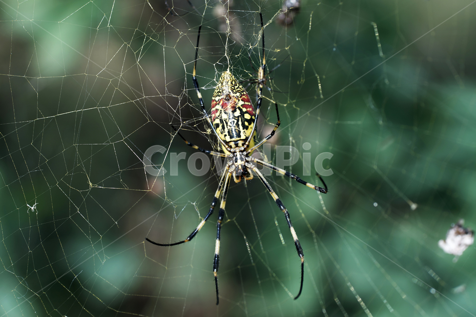 호랑거미,거미,절지동물,argiopeamoena,거미줄,담록색,동물,animal,곤충,벌레,insect,bug