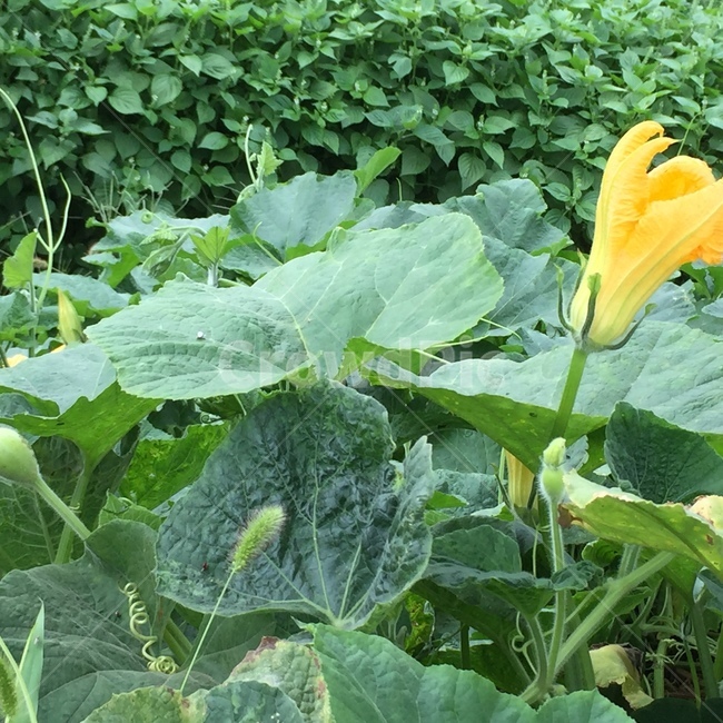 호박,호박잎,호박꽃,노란호박꽃,풍경