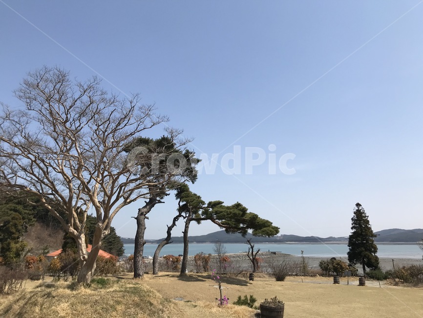 서해풍경,바닷가풍경,자연,정원,바다,소나무,바닷가정원,바다정원,서해바다