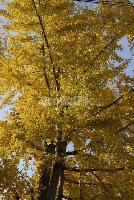 은행나무,노란색,나무,가을,노랑,가을,계절,fall,autumn,season,tree,plant,식물,tree trunk,나무 줄기,maple,단풍