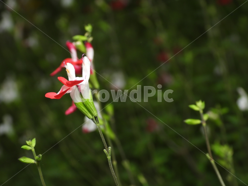 꽃,꽃잎,녹색,자연,식물,식물,자연,plants,nature,꽃,flower
