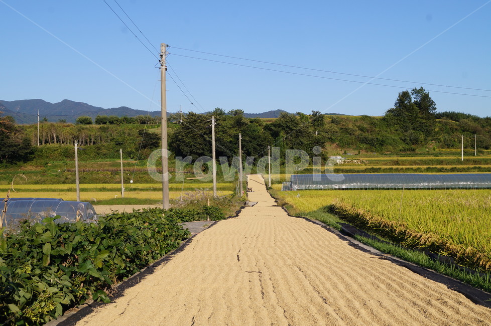 추수,곡식,나락,수확,알곡,가을풍경,시골,마을,풍경,landscape,country,rural,town,산업,industry,industrial,농업,농사,agriculture,farming,farming industry