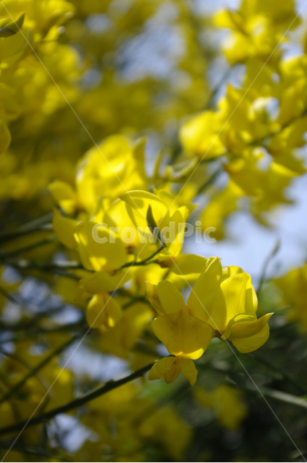 스파르티움,꽃,flower,식물,plant,식물,자연,plants,nature,꽃,flower