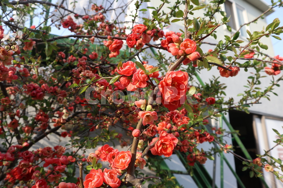 봄꽃,꽃,꽃나무,붉은꽃,빨강,빨간색,명자꽃,봄,계절,spring,season,식물,자연,plants,nature,꽃,flower,plant