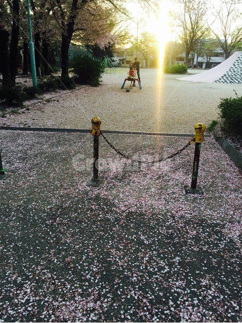 Cherry Blossom,sight,playground,cherry blossom,park