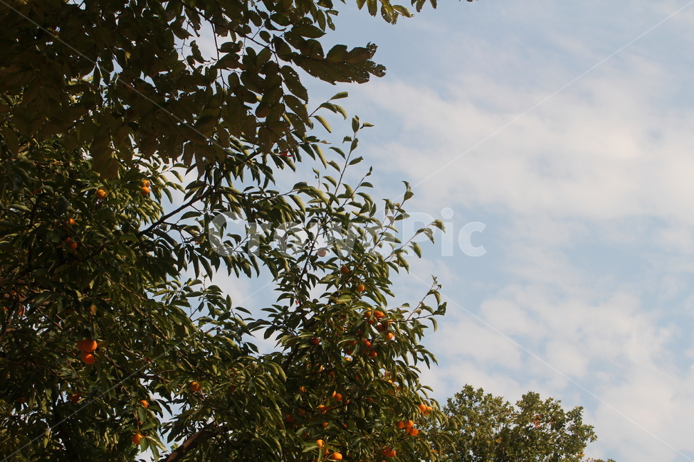 plant,식물,나무,감나무,하늘,나무하늘,감나무하늘,가을,열매,열매나무,가을,계절,fall,autumn,season