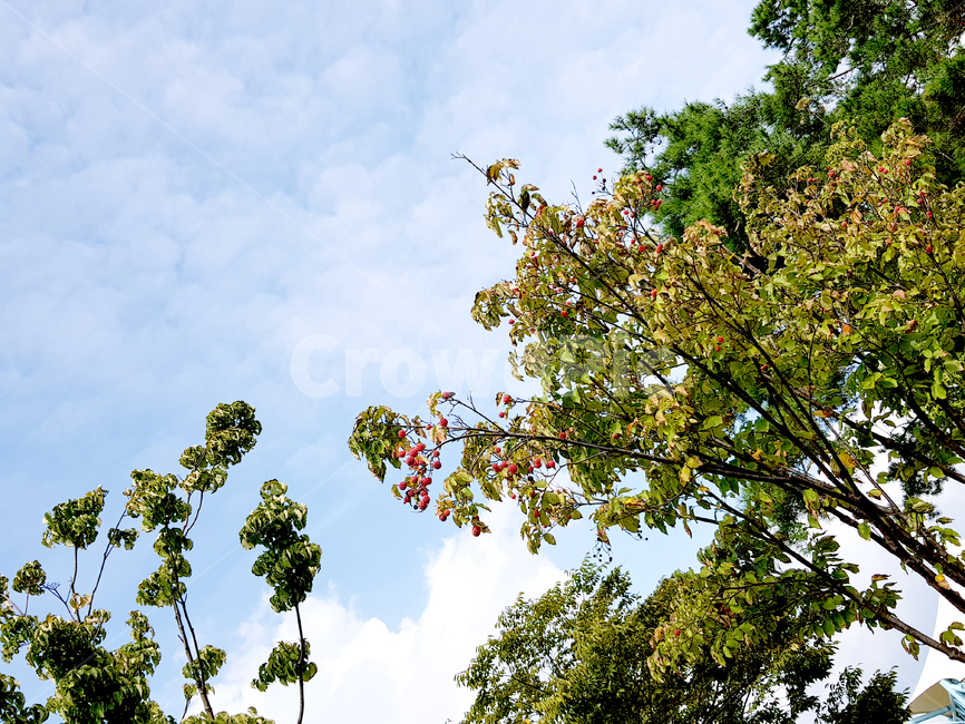 nature,자연,azuresky,푸른하늘,sky,outdoors,하늘,옥외,가을하늘,tree,나무,plant,식물,나무줄기,자연,풍경,nature,landscape,tree trunk,나무 줄기