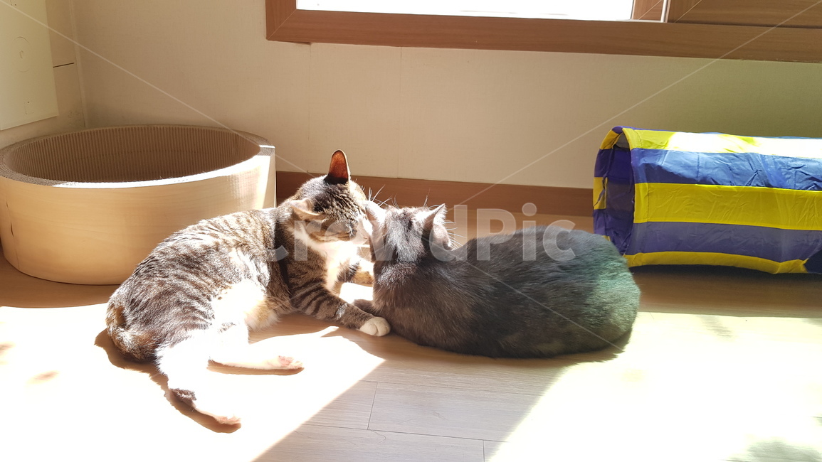 고양이,코숏,햇빛,그루밍,cat,집고양이