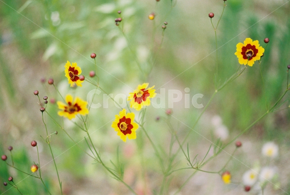 spring,flower,봄,꽃,필름사진,식물,자연,plants,nature,꽃,flower,감성,sensible,feeling