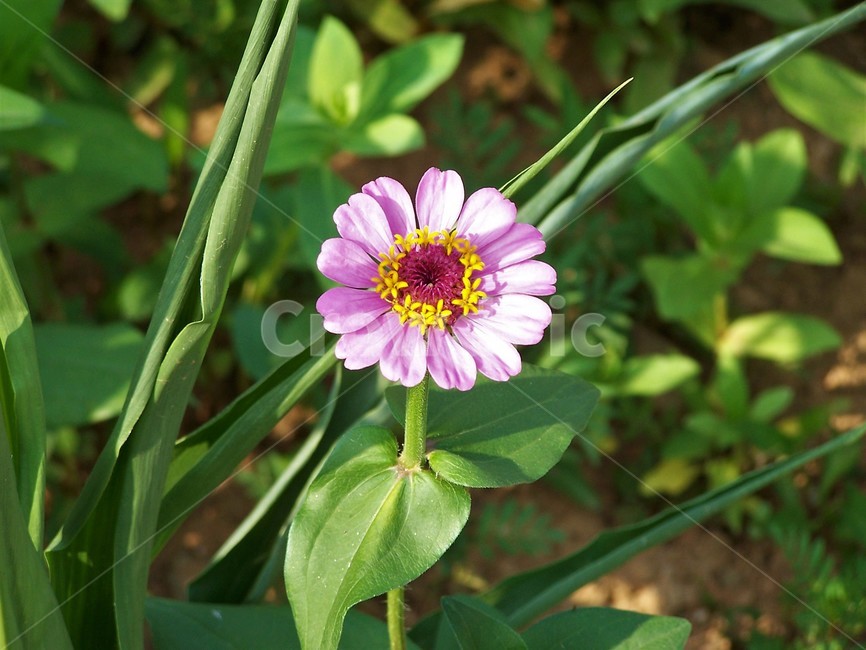 꽃백일홍,꽃,식물,아름다움,자연,queensflower,nature,floral,bloom,beautiful,plant,flower,식물,자연,plants,nature,꽃,flower