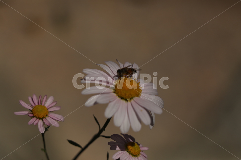 가을,구절초,하얀,벌,가을여인,식물,자연,plants,nature,꽃,flower,동물,animal,곤충,벌레,insect,bug
