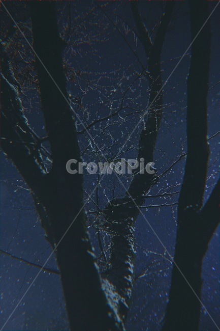 나무,겨울,눈,감성,밤,겨울,계절,winter,season,야경,밤,풍경,nightscape,night,landscape,식물,자연,plants,nature,나무,trees,wood