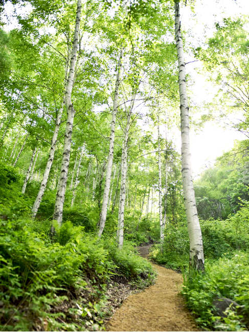 자작나무,숲,자작나무숲,길,숲길,자연,식물,자연,풍경,nature,landscape,tree,나무,plant,path,통로