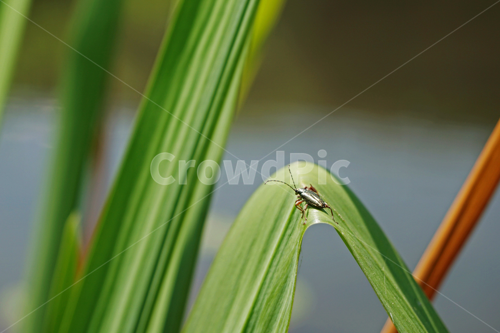 딱정벌레,곤충,풀잎,잎사귀,접사,자연,벌레,이파리,곤충,벌레,insect,bug
