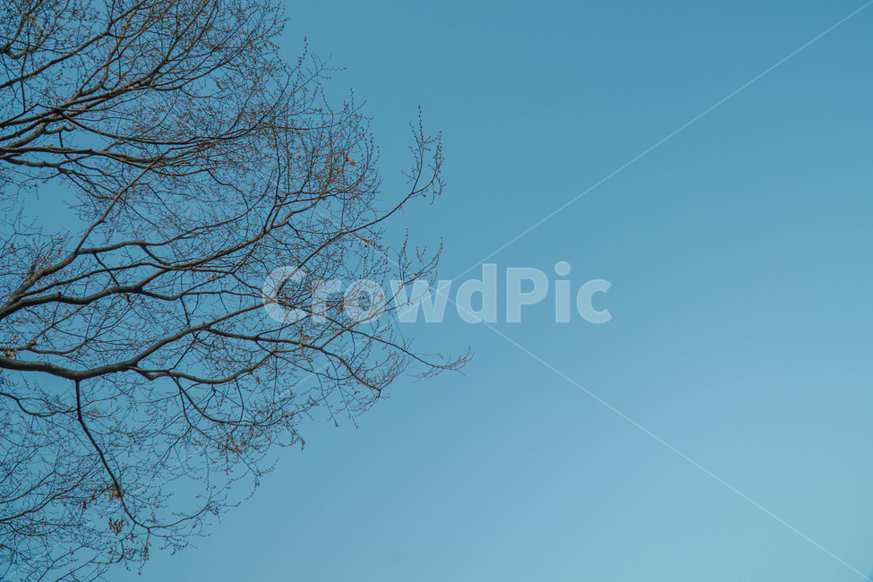 자연,배경,풍경,나무,하늘,파란하늘,파랑,파란,나뭇가지,sky,tree,자연,풍경,nature,landscape,plant,식물
